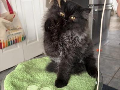 Theodore Reserved - Persian - Gallery Photo #1