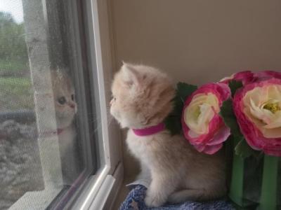 Summer - British Shorthair - Gallery Photo #1