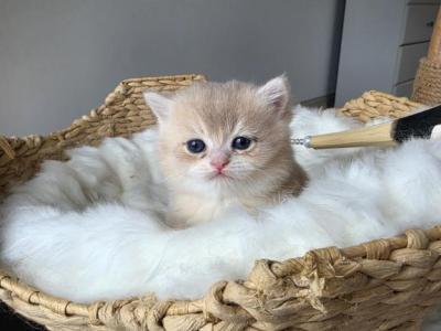 Sammy - British Shorthair - Gallery Photo #1