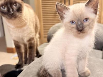 Siamese Male Kitten - Siamese - Gallery Photo #1