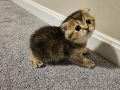 Hazel - Scottish Fold - Gallery Photo #1