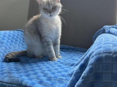 Princess - Scottish Fold - Gallery Photo #1