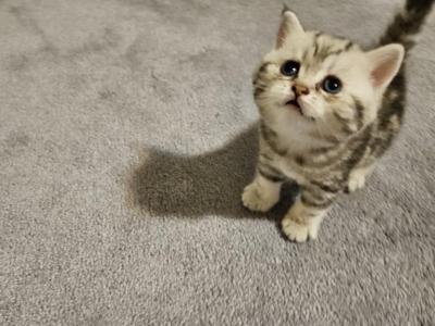 Pearl - Scottish Straight - Gallery Photo #1