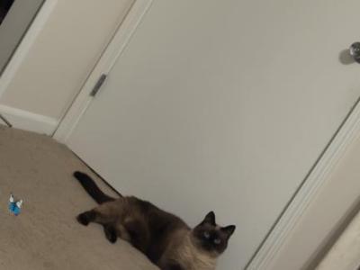 Leni - Siamese - Gallery Photo #1