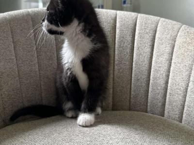 Tuxedo Kitten - Domestic - Gallery Photo #1