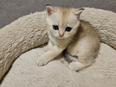 Leo - British Shorthair - Gallery Photo #1