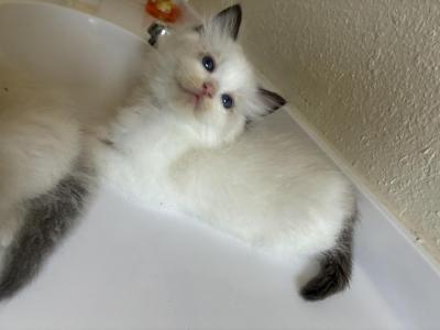 Prince - Ragdoll - Gallery Photo #1