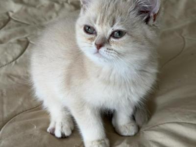 Ben Fawn Golden - British Shorthair - Gallery Photo #1