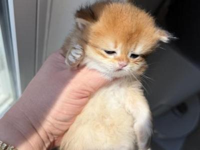Black Golden Chinchilla Longhair Female - British Shorthair - Gallery Photo #1