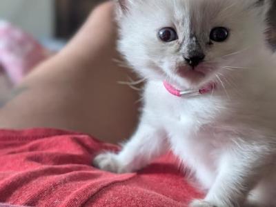Julia - Ragdoll - Gallery Photo #1