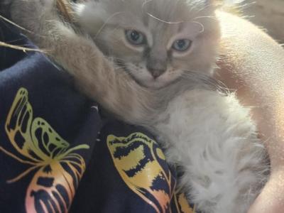 Lilah - Domestic - Gallery Photo #1