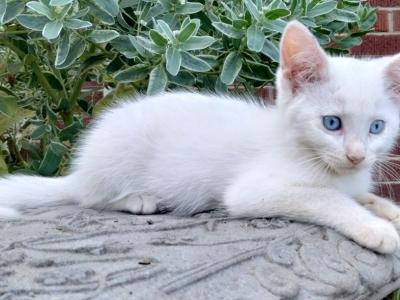 Abby - Domestic - Gallery Photo #1