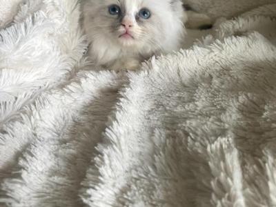 Rosemary - Ragdoll - Gallery Photo #1