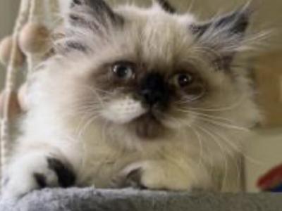 Panda - Persian - Gallery Photo #1