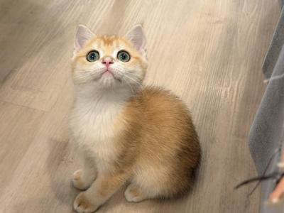 Toffee - British Shorthair - Gallery Photo #1