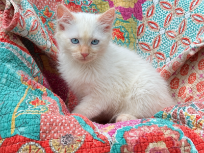 Flame Point - Siamese - Gallery Photo #1