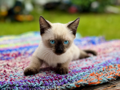 Seal Point - Siamese - Gallery Photo #1