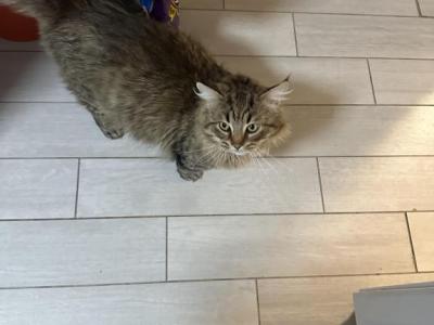 Spunky - Siberian - Gallery Photo #1