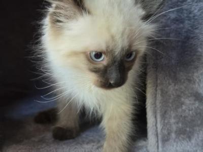 Terry - Siamese - Gallery Photo #1