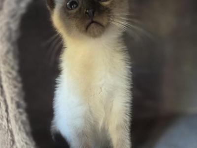 Tango - Siamese - Gallery Photo #1