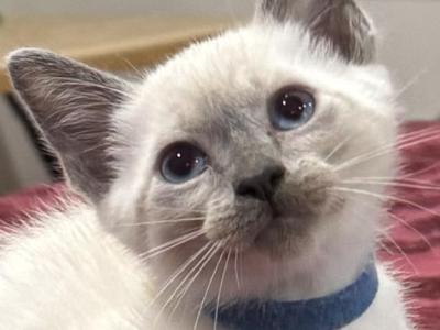 Blue Boy - Siamese - Gallery Photo #1