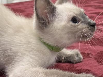 Green Boy - Siamese - Gallery Photo #1
