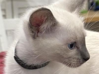 Black Boy - Siamese - Gallery Photo #1