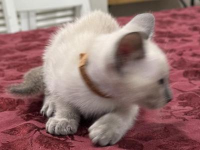 Brown Boy - Siamese - Gallery Photo #1
