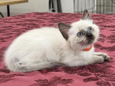 Orange Boy - Siamese - Gallery Photo #1