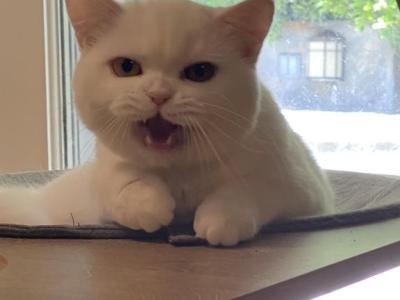 SnowWhite - British Shorthair - Gallery Photo #1