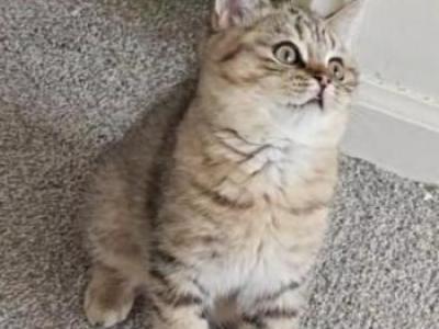 Tigger - British Shorthair - Gallery Photo #1