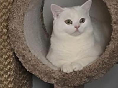 Harry - British Shorthair - Gallery Photo #1