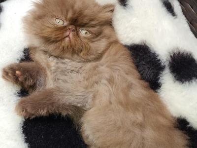 Short And Longhaired Champion Exotic Kittens - Exotic - Gallery Photo #1