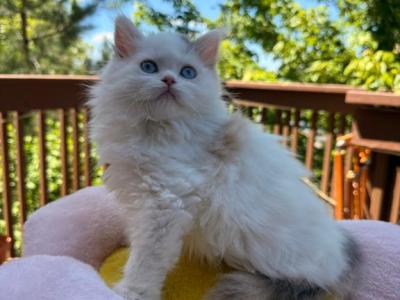 Amber - Scottish Straight - Gallery Photo #1