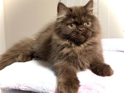 RARE Chocolate Persian Mix Boy AVAILABLE - Persian - Gallery Photo #1