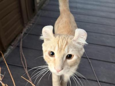 Snowball - Savannah - Gallery Photo #1