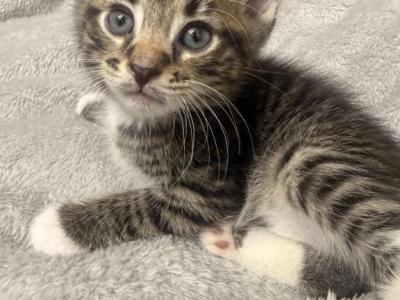 Mochi - Domestic - Gallery Photo #1