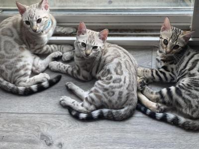 Winters Kittens - Bengal - Gallery Photo #1