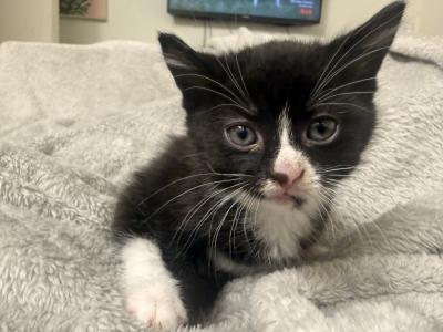 Oreo - Domestic - Gallery Photo #1