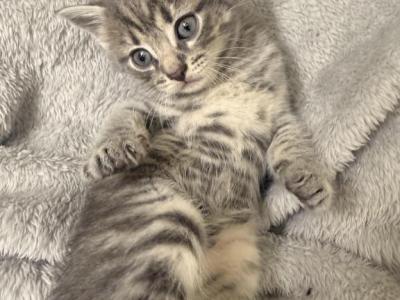 Gray - Domestic - Gallery Photo #1