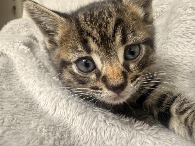 Luna - Domestic - Gallery Photo #1