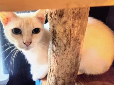 Pandora Female Flame Point - Siamese - Gallery Photo #1