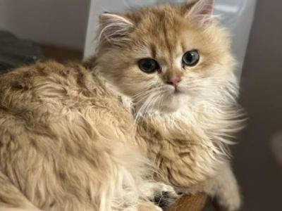 Peaches - British Shorthair - Gallery Photo #1