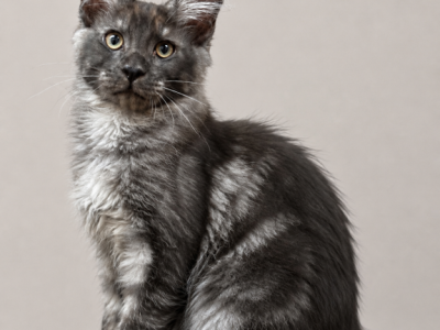 Qvest - Maine Coon - Gallery Photo #1