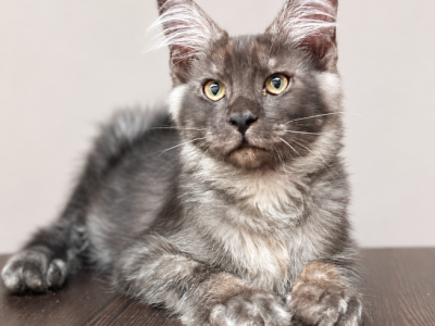 Qvest - Maine Coon - Gallery Photo #1
