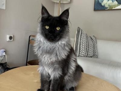 Xunya - Maine Coon - Gallery Photo #1