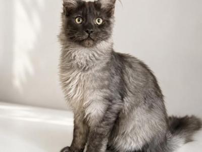 Stitch - Maine Coon - Gallery Photo #1