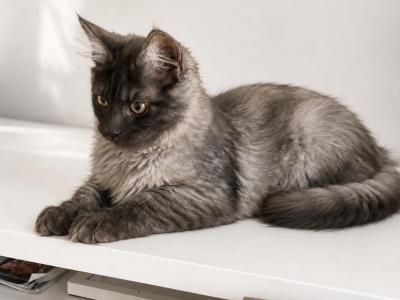 Stitch - Maine Coon - Gallery Photo #1