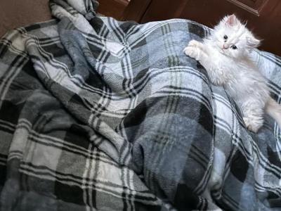 Blue Point - Persian - Gallery Photo #1