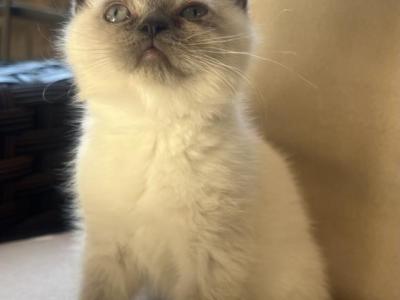 Cute - Scottish Straight - Gallery Photo #1